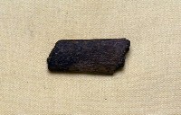 藏品(動物肋骨化石)的圖片